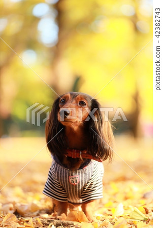 秋天和達克斯 42382743
