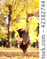 秋天和吉娃娃 42382744