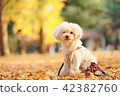 秋天和玩具獅子狗 42382760