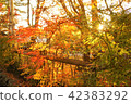 Autumn leaves 42383292