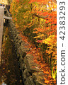 Autumn, leaves falling in the water 42383293
