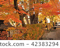 Autumn leaves 42383294