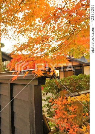 Autumn leaves of samurai residence Autumn leaves of samurai residence 42383295