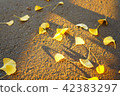 Autumn evening, Ginkgo biloba 42383297
