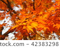 Burning autumn leaves 42383298