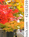 Autumn in Japan 42383299