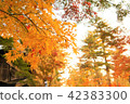 Autumn leaves of Japan, autumn leaves 42383300