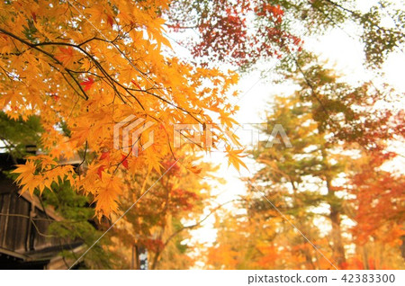 Autumn leaves of Japan, autumn leaves 42383300