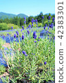 Lavender - Field 42383301
