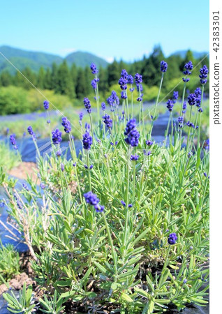 Lavender - Field Lavender - Field 42383301
