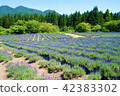Lavender - Field 42383302