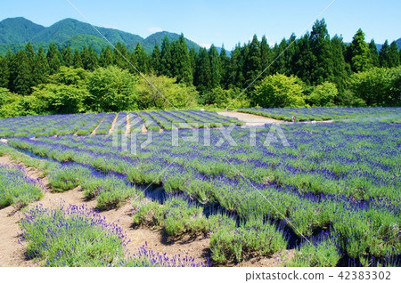 Lavender - Field Lavender - Field 42383302