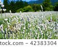 White lavender - 42383304