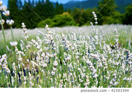 White lavender - White lavender - 42383304