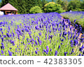 Full bloom lavender - 42383305