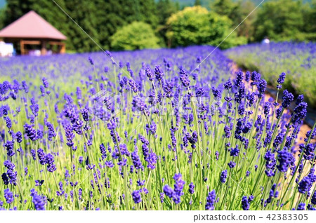 Full bloom lavender - Full bloom lavender - 42383305