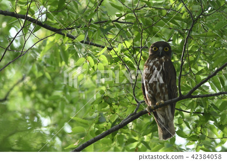 I am staring at Aobazuku ♂ I am staring at Aobazuku ♂ 42384058