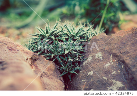 Cactus Garden 42384973