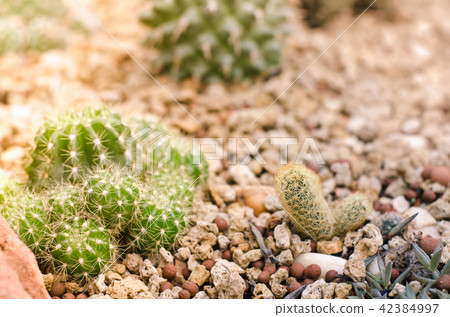 Cactus Garden 42384997