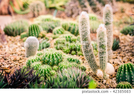 Cactus Garden 42385083