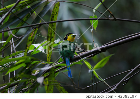Long tailed broadbill on tree branch 42385197