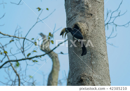 Oriental pied hornbill on the tree in nature 42385210