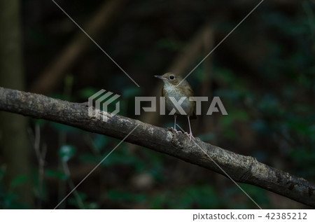 Siberian Blue Robin female in nature Siberian Blue Robin female in nature 42385212