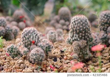 Cactus Garden 42385466