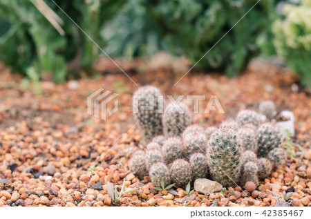 Cactus Garden 42385467