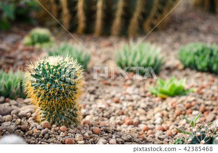 Cactus Garden 42385468