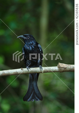 Hair-crested drongo perched on a branch 42385636