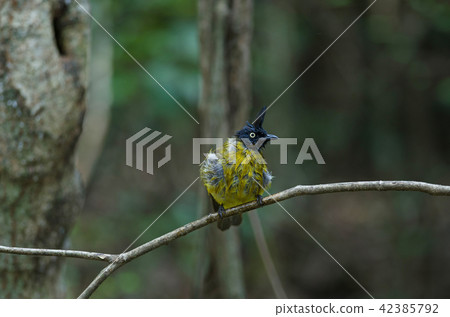 black-crested bulbul perched on branch 42385792