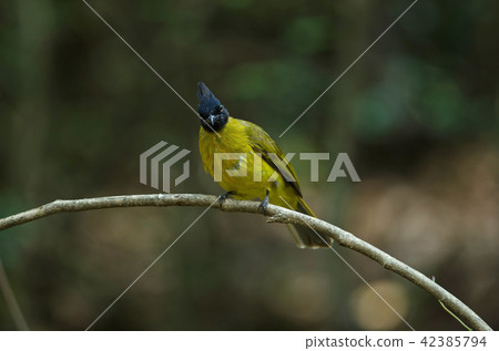 black-crested bulbul perched on branch black-crested bulbul perched on branch 42385794