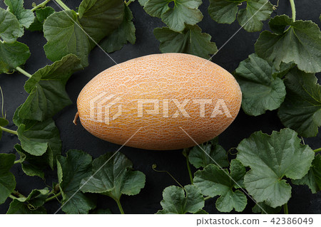 Fresh melon and among plant vines on black background Fresh melon and among plant vines on black background 42386049