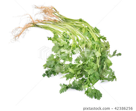 Coriander isolated on white background Coriander isolated on white background 42386256