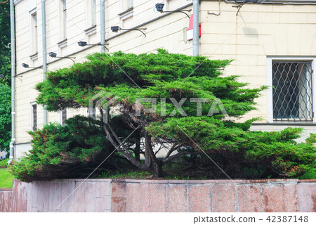 beautiful thuya tree beautiful thuya tree 42387148