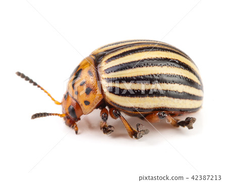 Colorado Potato Beetle isolated on white background 42387213