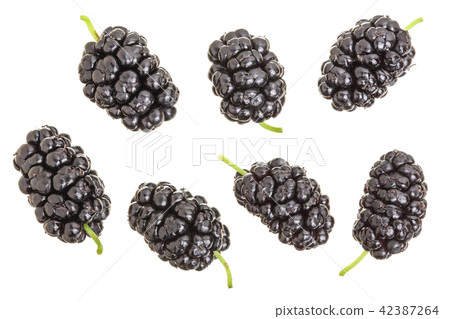 Mulberry berry isolated on white background. Top view. Flat lay Mulberry berry isolated on white background. Top view. Flat lay 42387264
