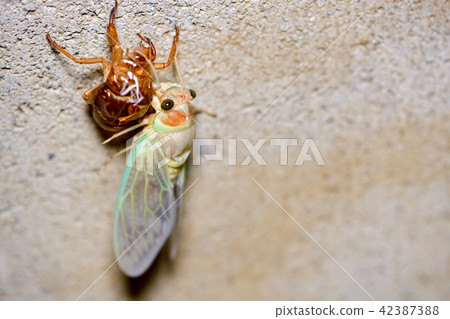 Cicadas that have just emerged 42387388