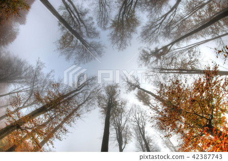Misty haze in a beech forest in autumn Misty haze in a beech forest in autumn 42387743