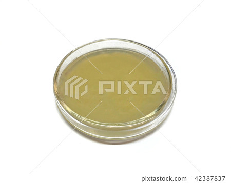 Petri dish have PDA. or yellow agar jelly, isolate Petri dish have PDA. or yellow agar jelly, isolate 42387837