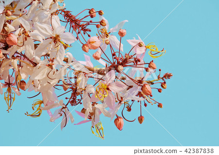 Pink cassia,Pink shower,flower bloom with blue sky Pink cassia,Pink shower,flower bloom with blue sky 42387838