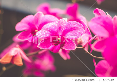 Pink orchids beautiful flowers 42388036