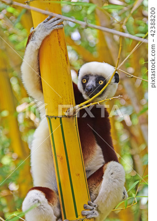 Cocla Sifaka Cocla Sifaka 42388200