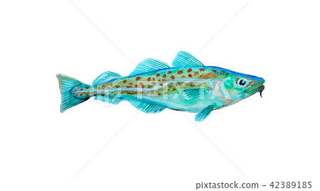 Watercolor painting codfish. - Stock Illustration [42389185] - PIXTA