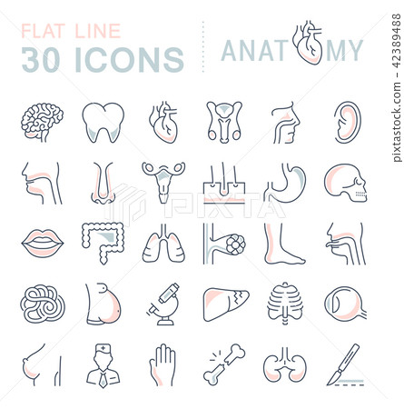 Set of Line Icons of Anatomy and Physiology 42389488