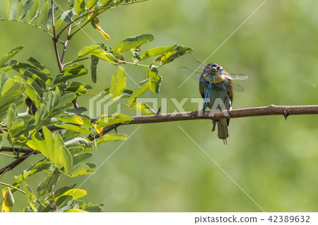 Eurasian bee-eater (Merops apiaster) 42389632