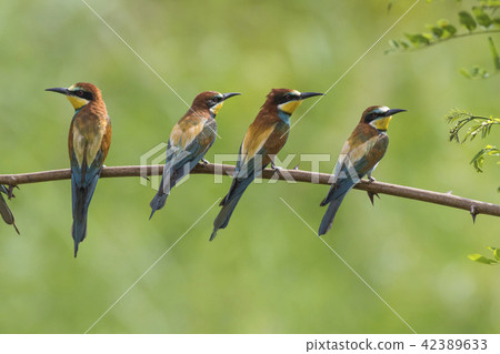 Eurasian bee-eater (Merops apiaster) 42389633