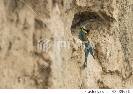 Eurasian bee-eater (Merops apiaster) Eurasian bee-eater (Merops apiaster) 42389638