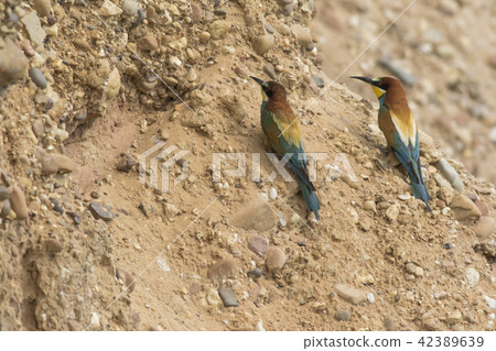 Eurasian bee-eater (Merops apiaster) 42389639